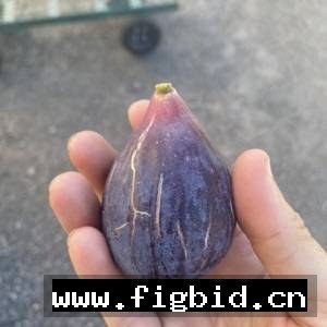 私人定制品种（黑西莱，蓝马里布小天使等指定品种）