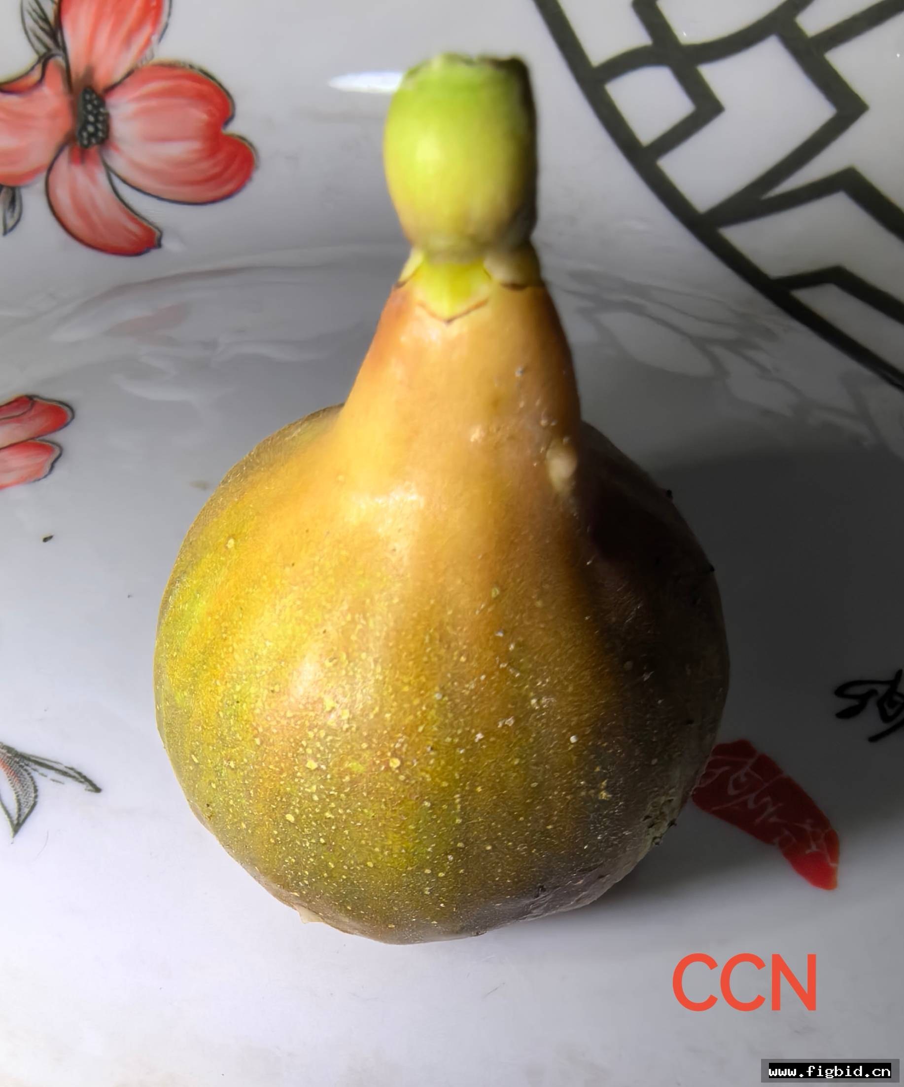 CCN（正版古铜色）×七彩雄树（96米家族持久性雄树）