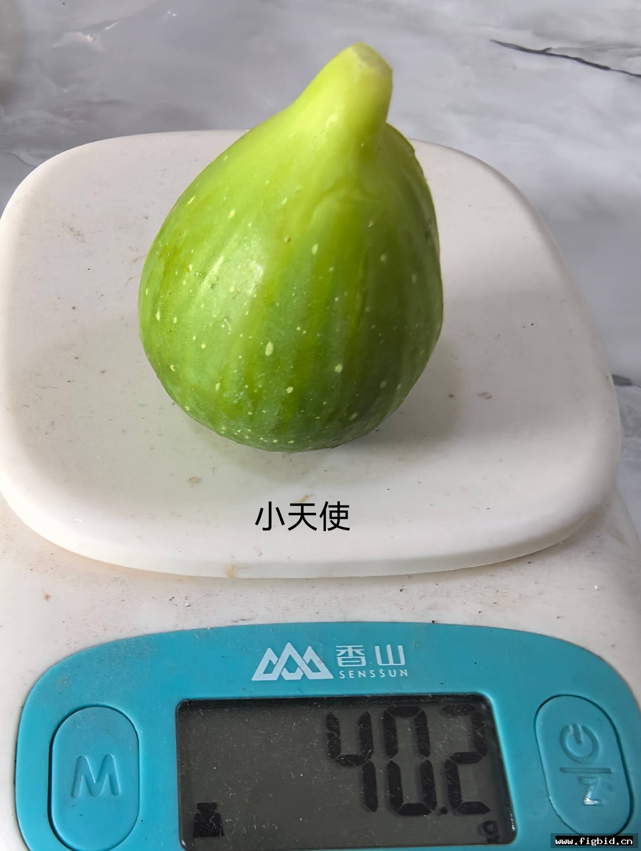 小天使×七彩雄树（96米家族持久性雄树）