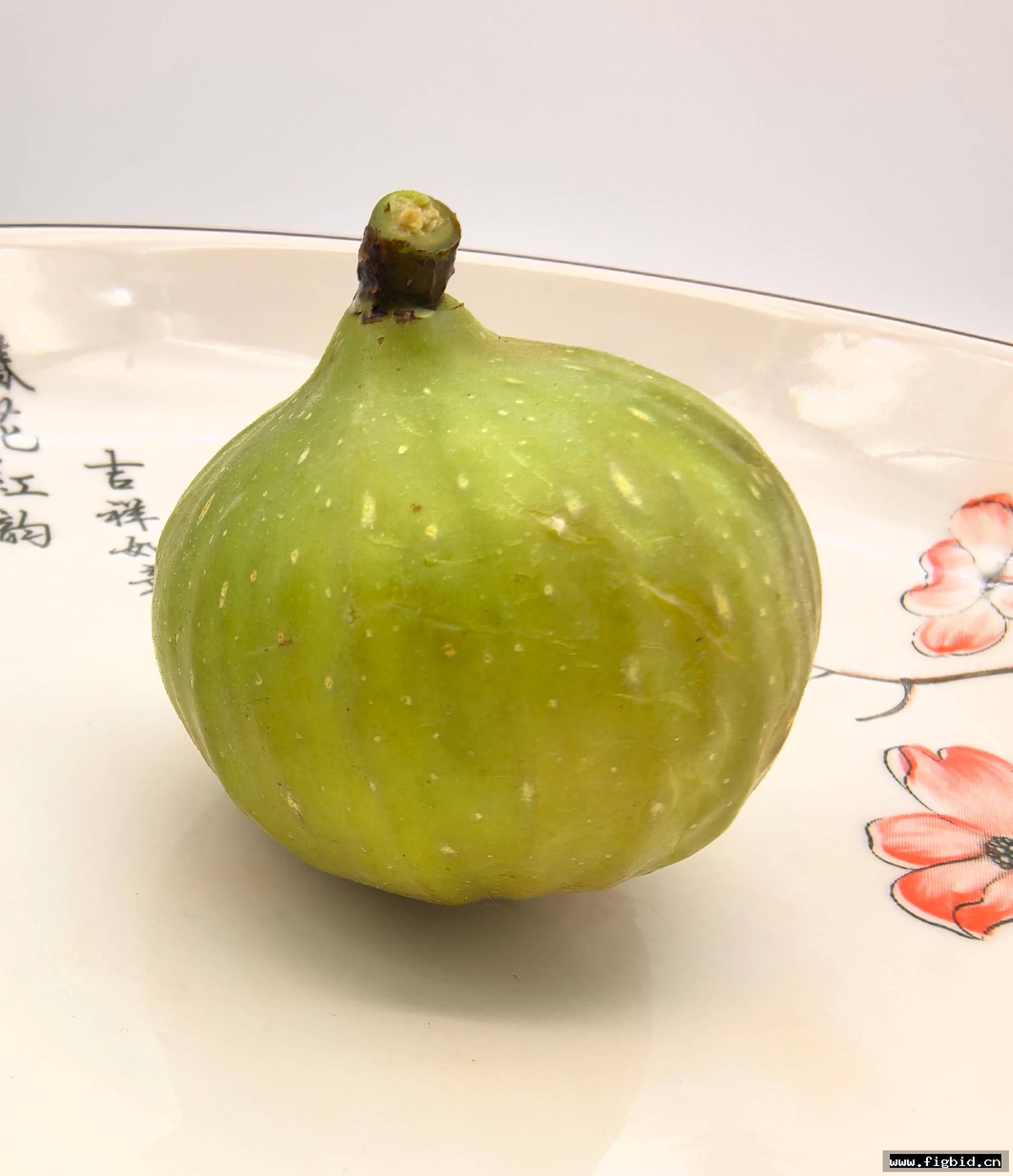 黑扎达尔×七彩雄树（96米家族持久性雄树）