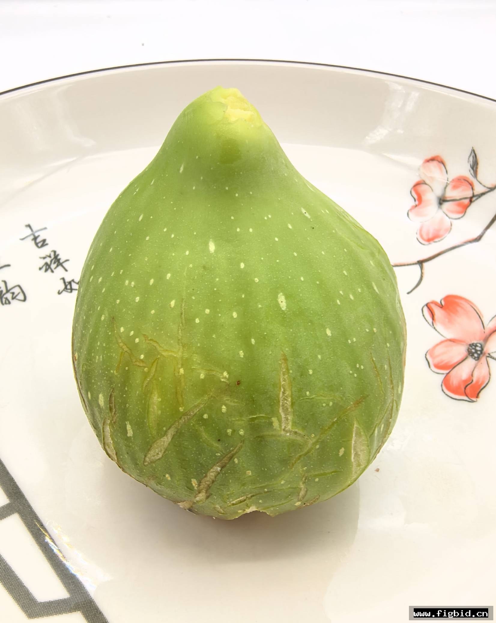 女王×七彩雄树（Butler Striped/巴特勒条纹）