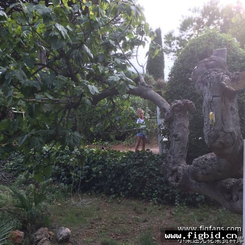 雷卡弗/雷克弗 Reculver FdM 无花果 标价为单芽价格 满50包邮
