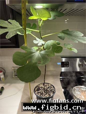 日出之绿 Sunrise Green UNK 无花果 标价为单芽价格 满50包邮