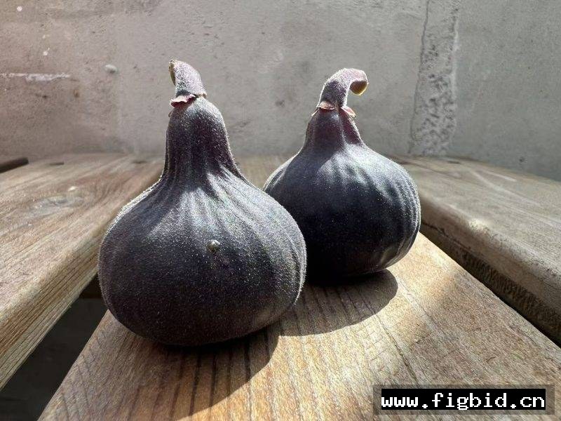 樱桃甜酒 Cherry Cordial (Fig Gazer） 无花果 标价为单芽价格 满50包邮