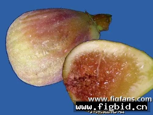 教堂 Capelas Azores 无花果 标价为单芽价格 满50包邮