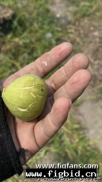 莫罗德布/MdB Morro de Bou 无花果 标价为单芽价格 满50包邮