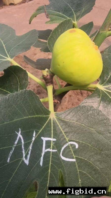 娜塔莉娜/NFC Natalina Fico Cirino (Brian) 无花果 标价为单芽价格 满50包邮