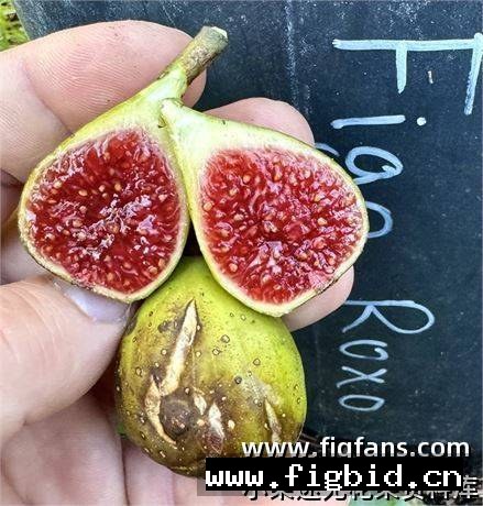 菲戈·罗克索 Figo Roxo 无花果 标价为单芽价格 满50包邮
