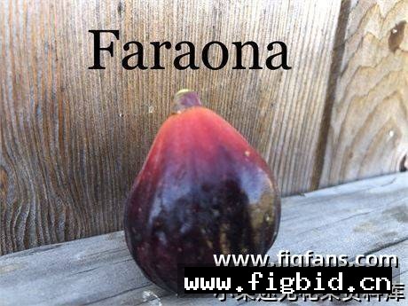 法拉奥纳/珍珠鸡 Faraona (Nikky) 无花果 标价为单芽价格 满50包邮