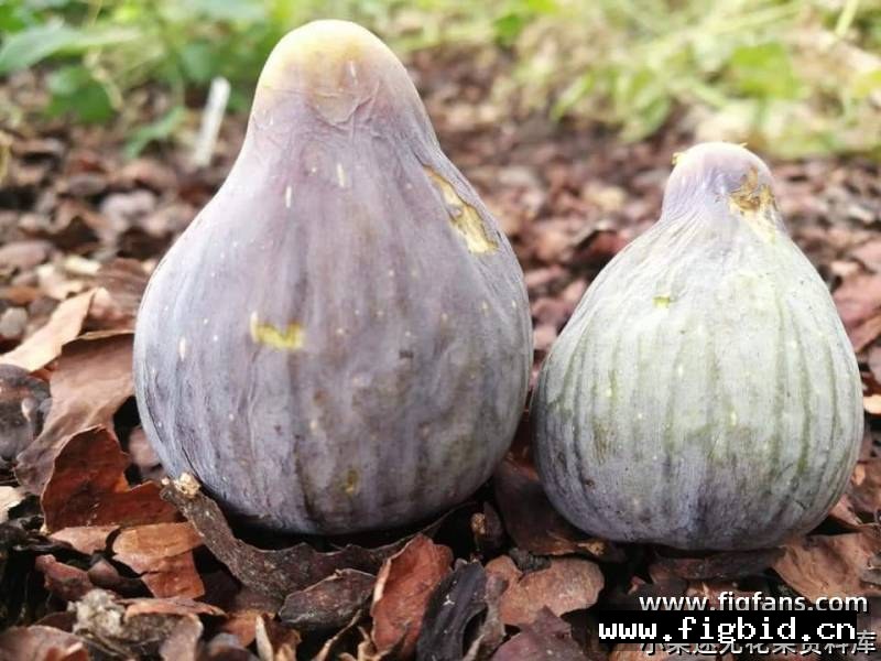 黑白山口/白黑山口 Coll de Dama Blanca-Negra 2025-04-24 无花果 标价为单芽价格 满50包邮