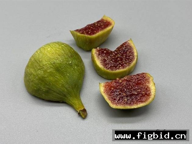 绿布索 Bordissot Verda 无花果  标价为单芽价格