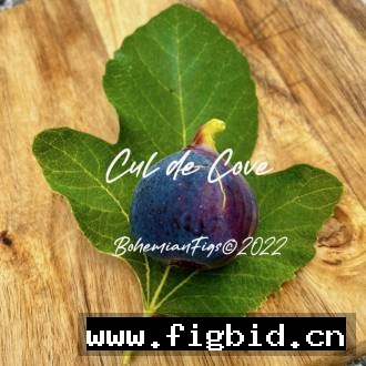库尔德湾/库尔德卡夫 cul de cove 无花果 标价为单芽价格 满50包邮