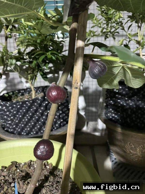 樱桃甜酒 Cherry Cordial (Fig Gazer） 无花果 标价为单芽价格 满50包邮