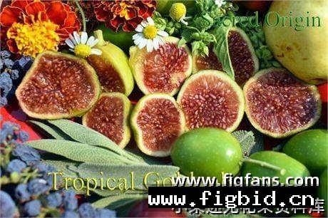 热带金莓 Tropical Goldenberry 无花果 标价为单芽价格 满50包邮