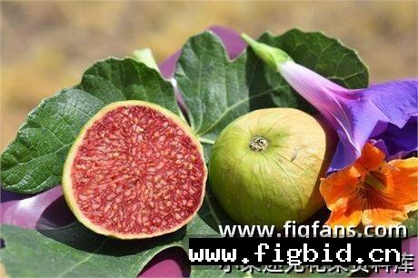 热带金莓 Tropical Goldenberry 无花果 标价为单芽价格 满50包邮