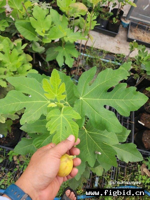 波提冷卡/瓶子 Botilenca 无花果 标价为单芽价格