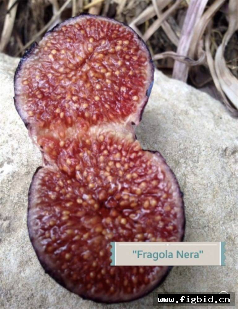 黑色草莓 Fragola Nera 无花果 标价为单芽价格 满50包邮