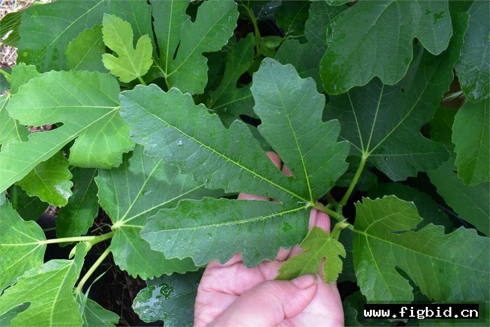 皇家红宝石 Royal Ruby 无花果 标价为单芽价格