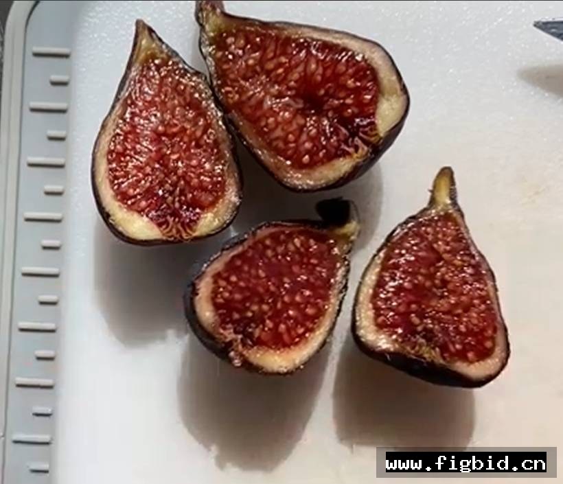 以色列黑 Israeli Black 无花果 标价为单芽价格 满50包邮