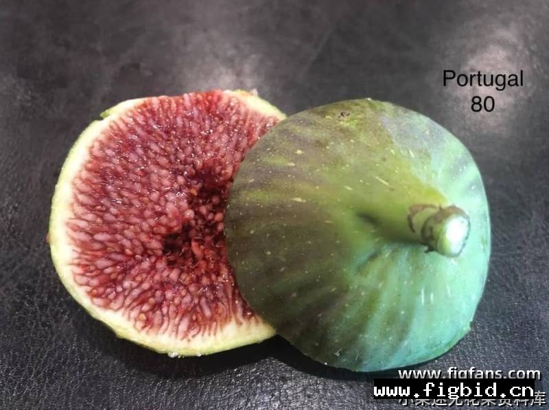 葡萄牙80 Portugal 80 无花果 标价为单芽价格 满50包邮