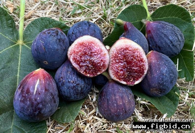 安集延 Andijan（布莱恩） 无花果 标价为单芽价格 满50包邮
