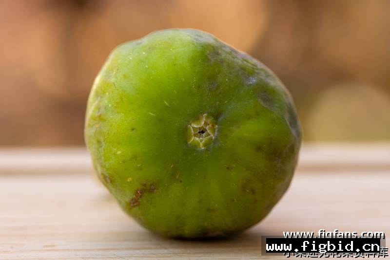 绿魔/绿精灵/戈布林 Green Goblin 无花果 标价为单芽价格 满50包邮