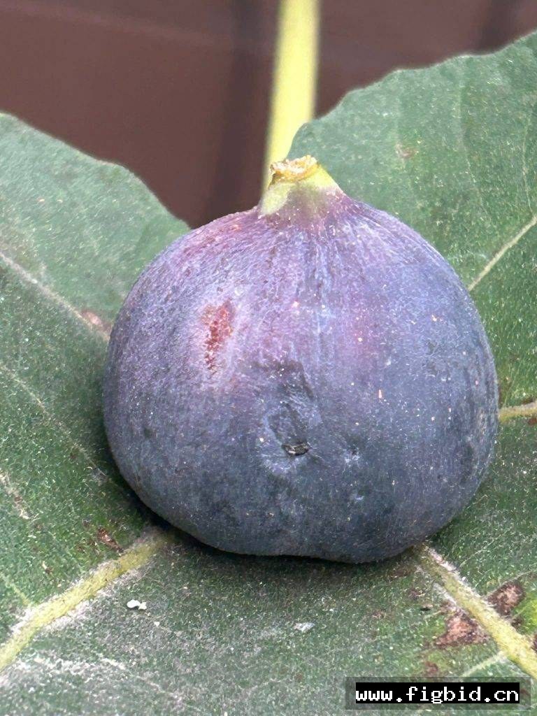 黑莓挞 Blackberry Tart 无花果 标价为单芽价格 满50包邮
