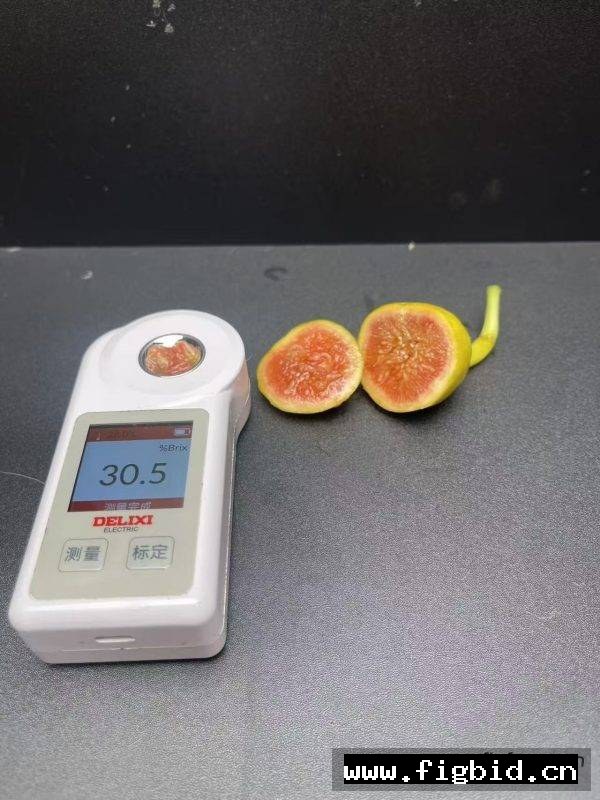 热带金莓 Tropical Goldenberry 无花果 标价为单芽价格 满50包邮