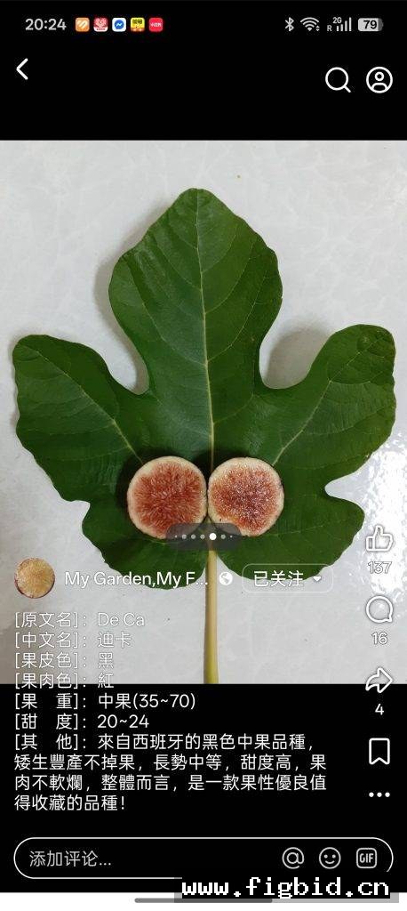 迪卡/德卡 De Ca 无花果 标价为单芽价格