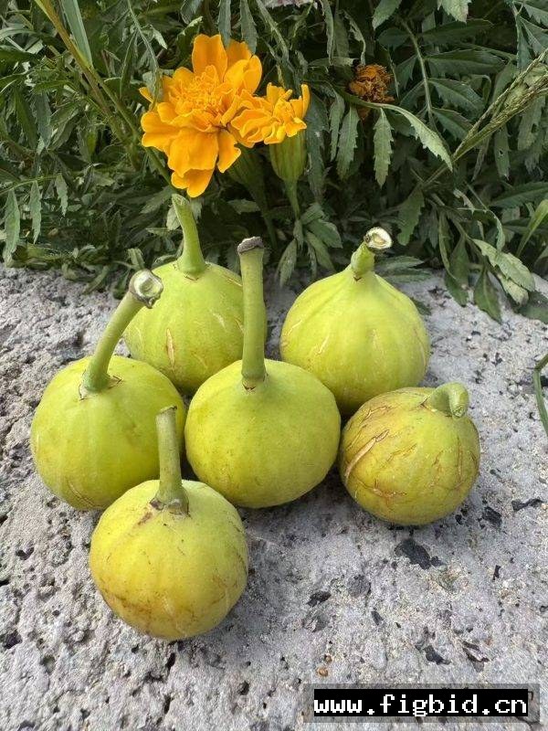 热带金莓 Tropical Goldenberry 无花果 标价为单芽价格 满50包邮