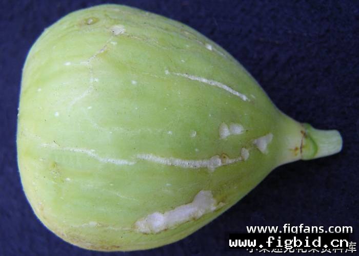 丹尼的喜悦 Danny's Delight 无花果 标价为单芽价格 满50包邮