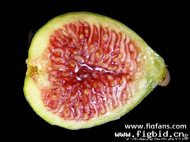 丹尼的喜悦 Danny's Delight 无花果 标价为单芽价格 满50包邮