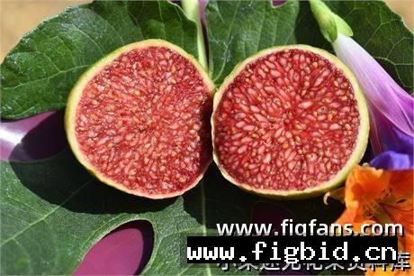 热带金莓 Tropical Goldenberry 无花果 标价为单芽价格 满50包邮