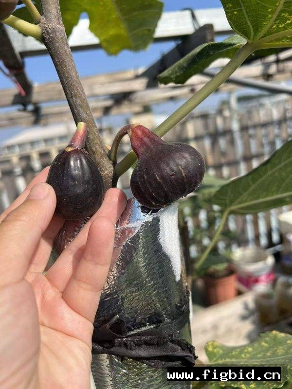 樱桃甜酒 Cherry Cordial (Fig Gazer） 无花果 标价为单芽价格 满50包邮