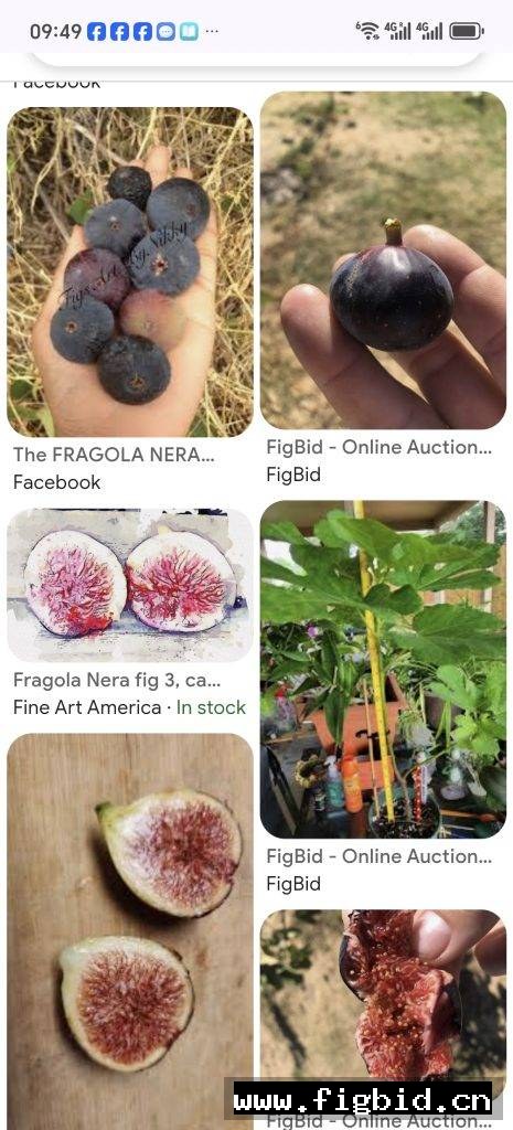 黑色草莓 Fragola Nera 无花果 标价为单芽价格 满50包邮