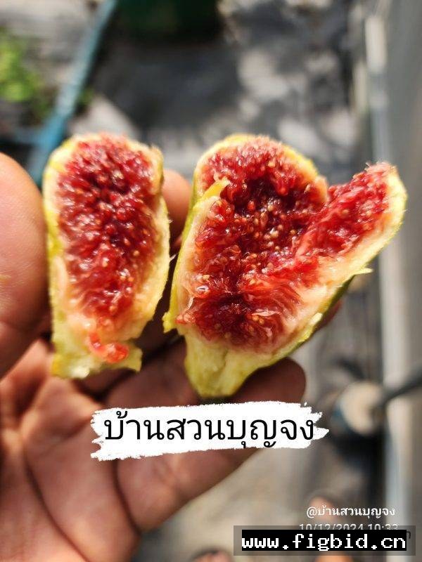 波提冷卡/瓶子 Botilenca 无花果 标价为单芽价格