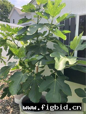 德尔科/心型果 Del Cor MP 无花果 标价为单芽价格 满50包邮