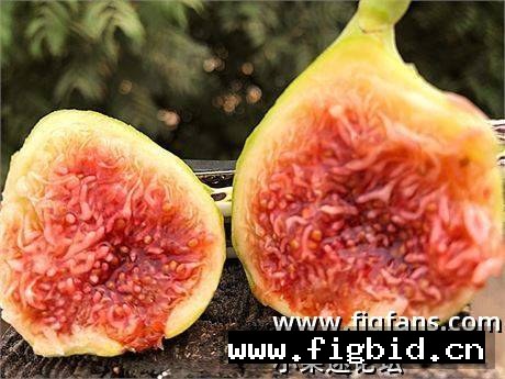 鹧鸪眼 Partridge Eye 无花果 标价为单芽价格 满50包邮