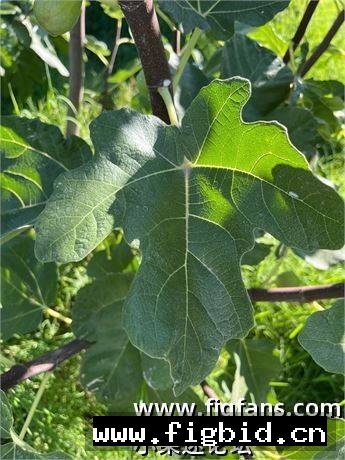 安集延 Andijan（布莱恩） 无花果 标价为单芽价格 满50包邮