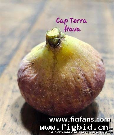 哈瓦/CTH Cap Terra Hava 无花果 标价为单芽价格 满50包邮