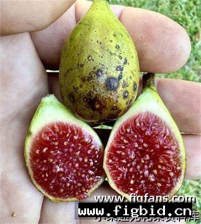 菲戈·罗克索 Figo Roxo 无花果 标价为单芽价格 满50包邮