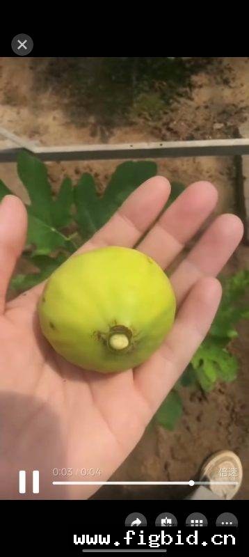 娜塔莉娜/NFC Natalina Fico Cirino (Brian) 无花果 标价为单芽价格 满50包邮