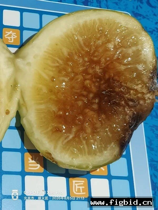 娜塔莉娜/NFC Natalina Fico Cirino (Brian) 无花果 标价为单芽价格 满50包邮