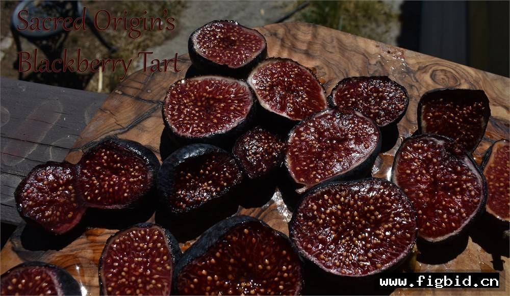 黑莓挞 Blackberry Tart 无花果 标价为单芽价格 满50包邮