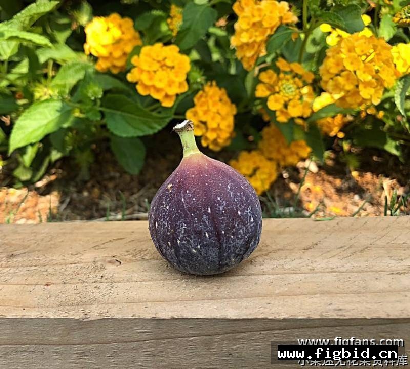孔德 Conde FdM 无花果 标价为单芽价格 满50包邮