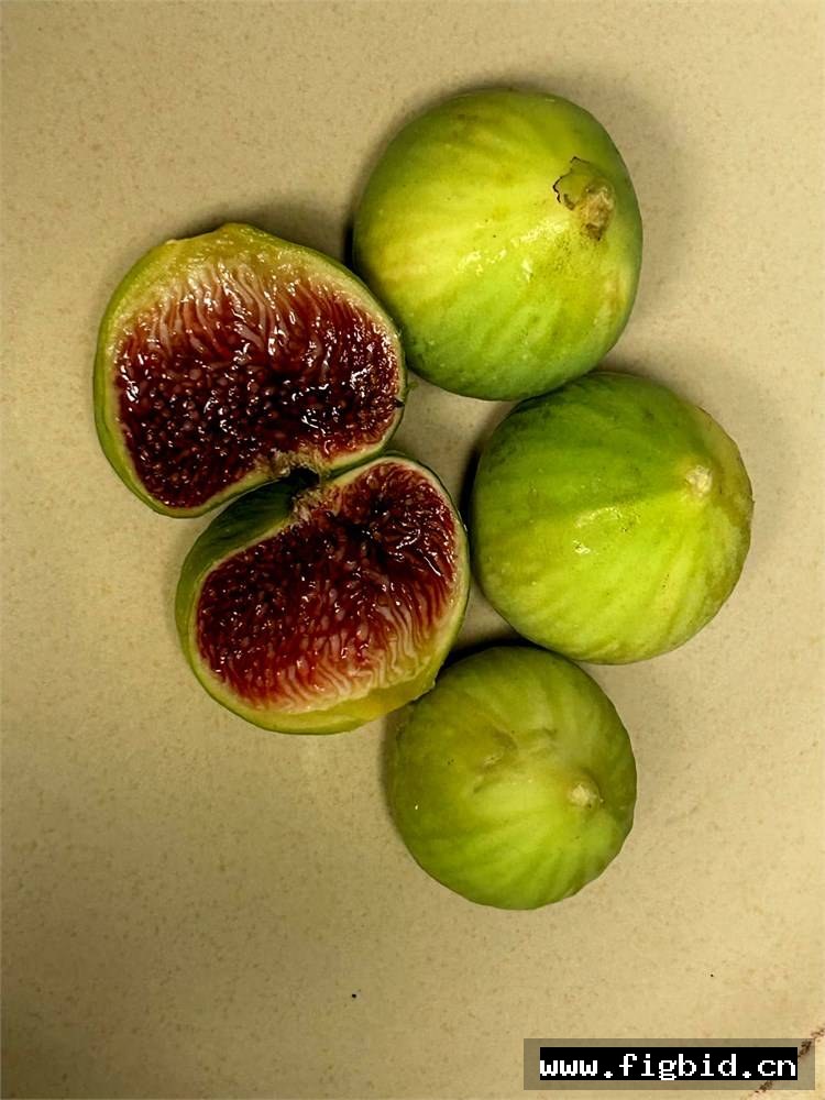 皇家红宝石 Royal Ruby 无花果 标价为单芽价格