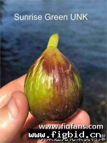 日出之绿 Sunrise Green UNK 无花果 标价为单芽价格 满50包邮