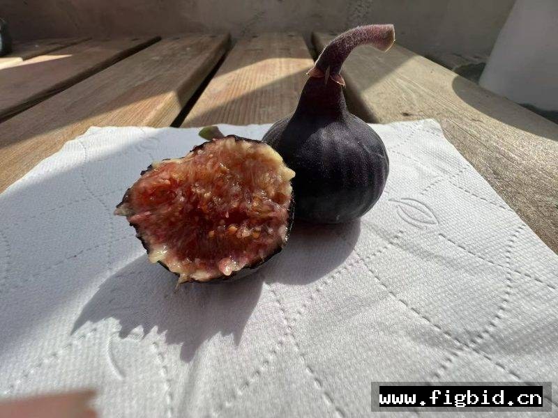 樱桃甜酒 Cherry Cordial (Fig Gazer） 无花果 标价为单芽价格 满50包邮