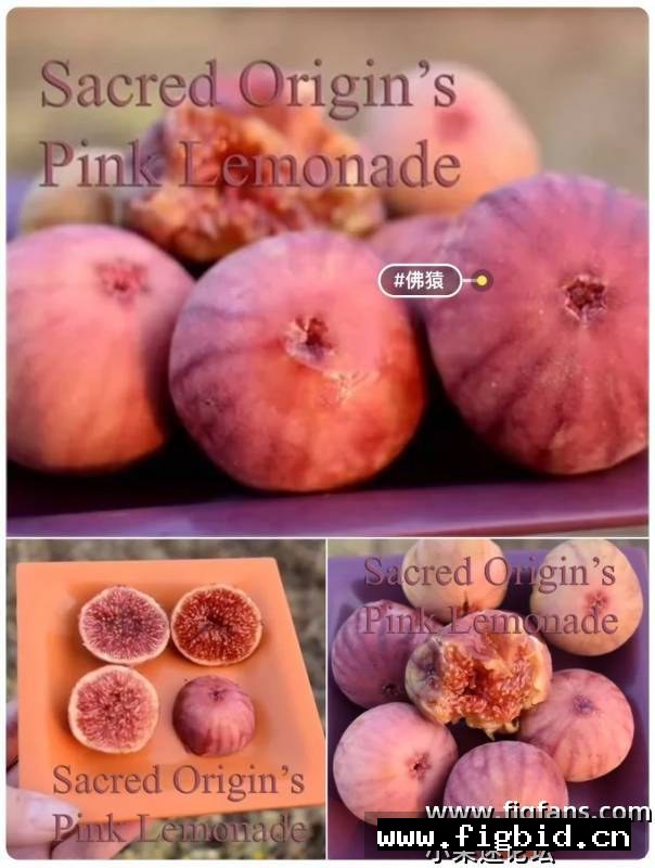 粉红柠檬水 Pink Lemonade 无花果 标价为单芽价格 满50包邮