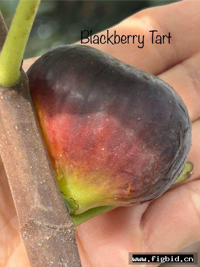 黑莓挞 Blackberry Tart 无花果 标价为单芽价格 满50包邮